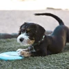 5eeddf0b_kong-puppy-flyer-small