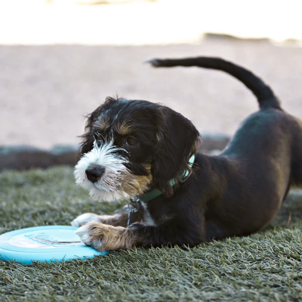 5eeddf0b_kong-puppy-flyer-small