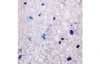 6762d8f3_flamingo-silica-cat-litter-medium-grains-5l