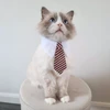 67f78c9e_naomi-cat-necktie-yj85770