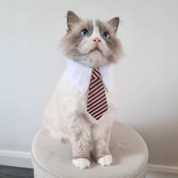 67f78c9e_naomi-cat-necktie-yj85770