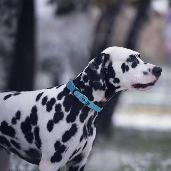 68b2f219_doco-jelly-bean-nylon-dog-collar-large-2-5cm-x-53-64cm