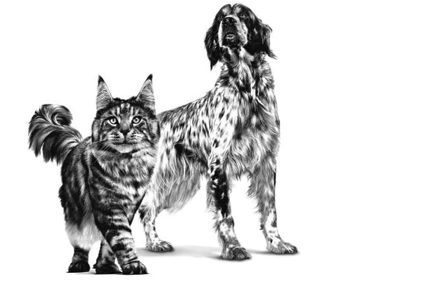 68b57369_royal-canin-recovery-for-cats-and-dogs-cans-195g