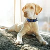 68bedce0_doco-nylon-o-ring-collar-xs-1-0cm-x-21-30cm