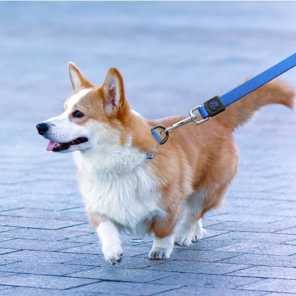 68c172ec_doco-nylon-dog-leash-l-2-5-x-180cm