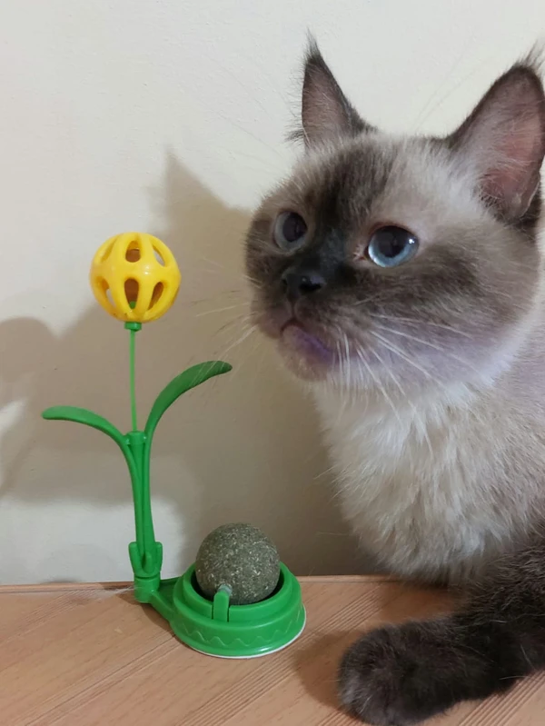 68cd364a_cat-nip-with-ball-bell-cat-toy