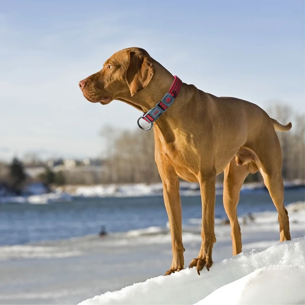 68d14ce6_doco-vario-o-ring-nylon-dog-collar-with-reflective-stitching-x-large-2-5-x-63-70cm