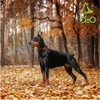 68d7d02b_doco-puff-mesh-dog-collar-large-3-2-x-45-66cm