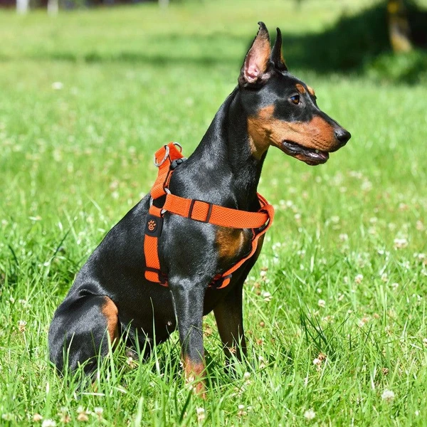 68de6e29_doco-puffy-mesh-dog-harness-large-3-2-x-66-97cm