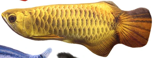 691a18ed_soft-fish-toy