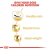 5cfe7e78_royal-canin-pug-adult-1-5-kg