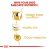 5d2855a5_royal-canin-french-bulldog-adult-3-kg