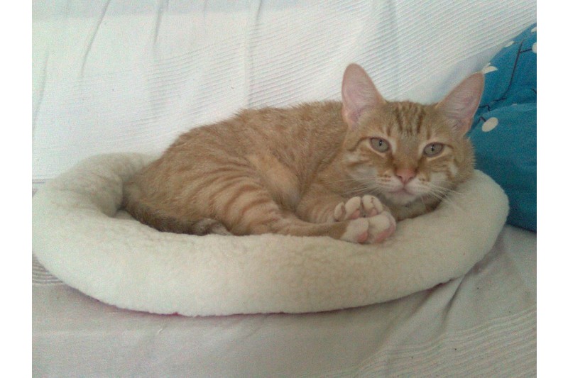 UE Mikki Cat Snoozer Cat bed  45 x 40 cm
