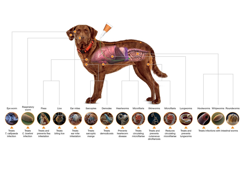 Advocate Spot-On for Large Dogs (25 - 40kg) X 1 Dose