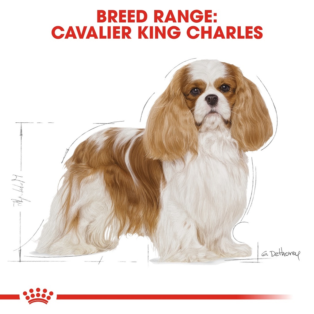 ROYAL CANIN Cavalier King Charles 3Kg