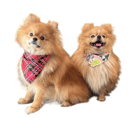 [6759] Petmoda Dog Bandana Large - Watermelon